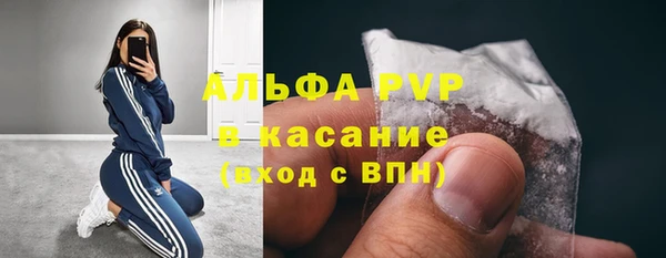 сатива Новозыбков